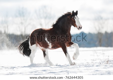 Clydesdale horse runs gallop on a snowy field in winter