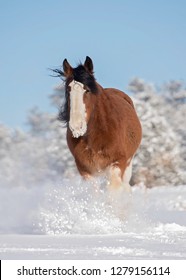 Clydesdale Horse In Snow