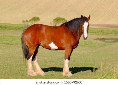 Clydesdale Horse Standing In Field