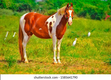 Clydesdale Horse Standing On Ground,brown And White Horse Standing In High Grass ,Arabic Horse In A Meadow , Running, Playing, Standing,Beautiful Red Horse With Long Blond Mane In Spring Field,