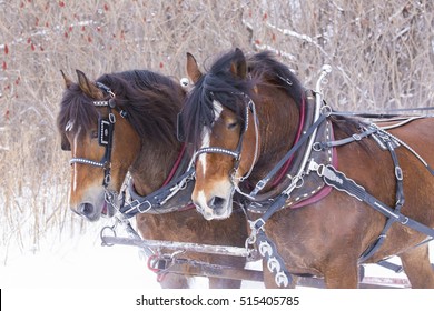 Clydesdale Horses Drawn Sleigh Rides In Winter