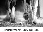 Clydesdale horses legs detail monochrome