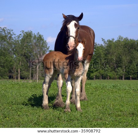 Clydesdale mare and foal in field staring at camera on a sunny day.