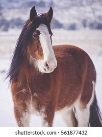 Clydesdale Snow