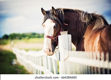 Clydesdale Stallion