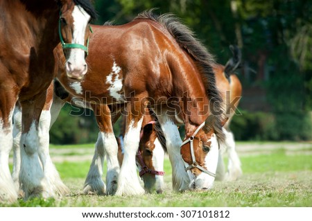 Clydesdales horse horses grazing on pasture