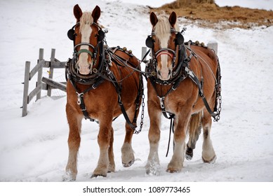 clydesdale horses running