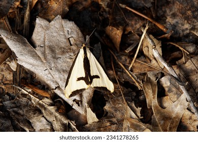 Clymene Hapola Moth on leaves - Powered by Shutterstock