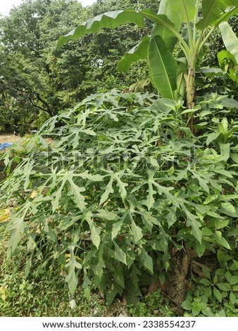 Cnidoscolus aconitifolius plant  can be used as a cooking ingredient and also contains a lot of good fiber for digestion