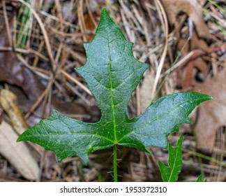 Cnidoscolus Urens Var. Stimulosus, The Bull Nettle, Spurge Nettle, Tread-softly Or Finger Rot, Is A Perennial Herb Covered With Stinging Hairs, Native To Southeastern North America. Single Green Leaf