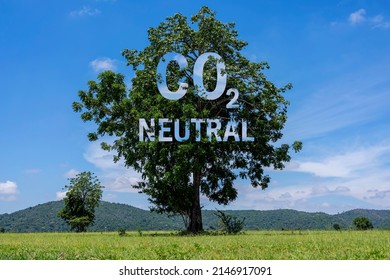 CO2 Neutral Written On A Tree Trunk, Carbon Neutrality Concept. CO2 Net-Zero Emission