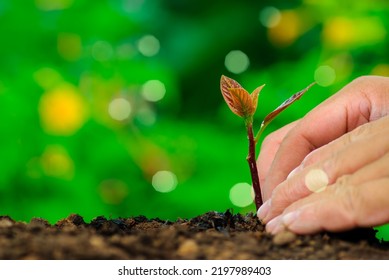 CO2 Reduction Concept. Hand Planting Trees With Environmental Icons. Global Warming. Sustainable Development. Solar Power And Green Business, Renewable Energy, Sustainability In The Future, ESG