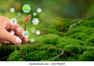 CO2 Reduction Concept. Hand Planting Trees With Environmental Icons. Global Warming. Sustainable Development. Solar Power And Green Business, Renewable Energy, Sustainability In The Future, ESG