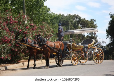 Büyükada Coach Horse 