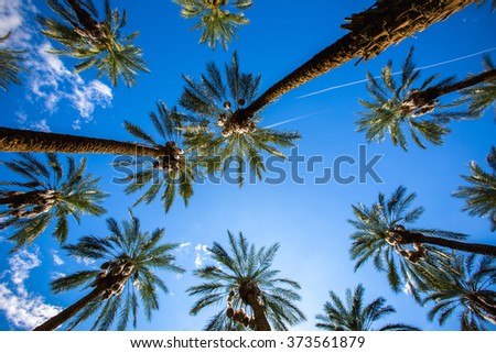 Coachella Palm Trees and Clear Skies