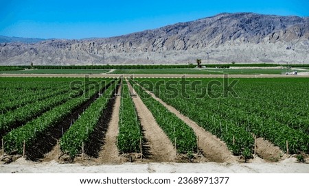 Coachella Valley agricultural fields with dramatic Mecca hills in background