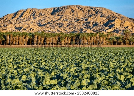 Coachella Valley Farm with Mecca Hills in background