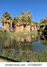 Coachella Valley Preserve 