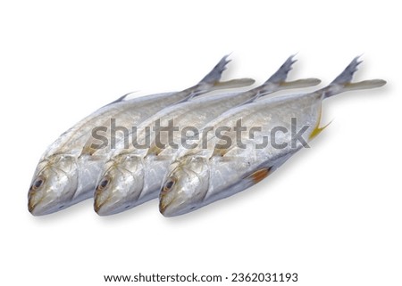 Coachwhip trevally (Carangoides oblongus), also known as the oblong trevally or oblique-banded trevally, is a species of inshore marine fish classified in the jack family Carangidae, isolated on white
