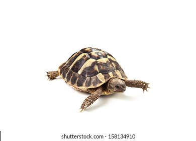 Coahuilan Box Turtle Terrapene Coahuila Isolated Stock Photo 158134910 ...