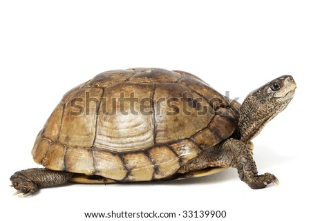 Coahuilan Box Turtle (Terrapene Coahuila) isolated on white background.