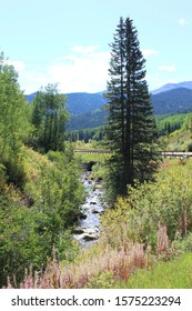 Coal Creek on Kebler Pass in Colorado Rocky Mountains near Crested Butte
