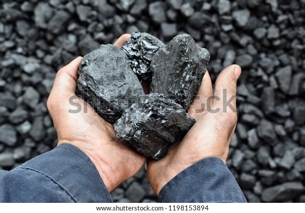 Coal in\
the hands of worker miner. Picture can be use to idea about coal\
mining, energy source or environment\
protection.