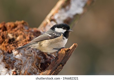 Coal Tit