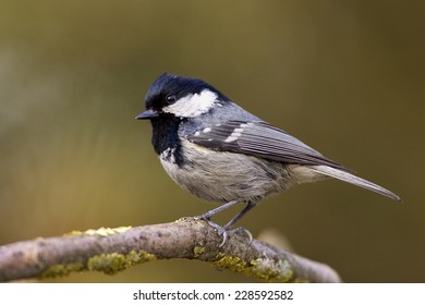 Coal Tit