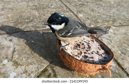 Coal Tit Feeding From A Coconut Suet Shell At A Bird Table 