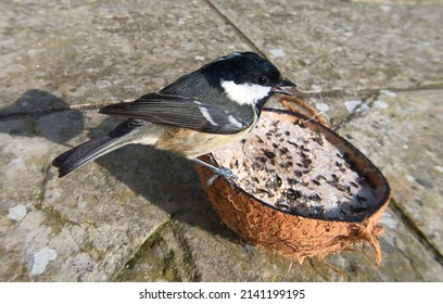 Coal Tit Feeding From A Coconut Suet Shell At A Bird Table 