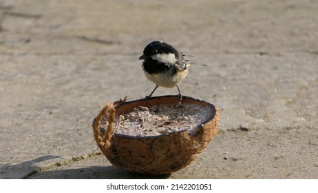 Coal Tit Feeding From A Coconut Suet Shell At A Bird Table 