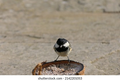 Coal Tit Feeding From A Coconut Suet Shell At A Bird Table 