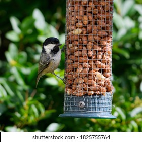 A Coal Tit Feeding At A Nut Bird Feeder In A Garden In Devon