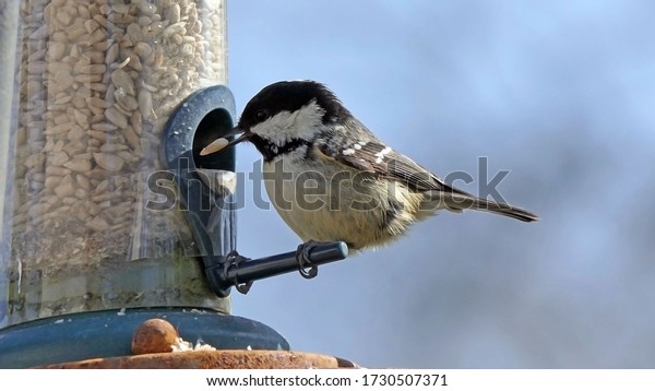 Coal Tit\
feeding from a Tube Feeder on a bird table\
