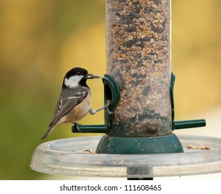 Coal Tit On A Garden Bird Feeder