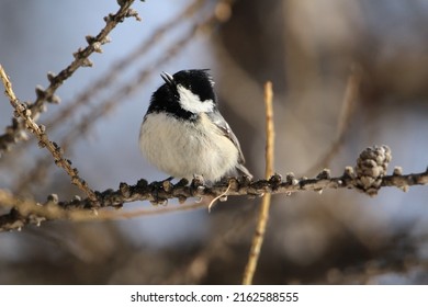 a coal tit (periparus ater) on a pine branch in winter