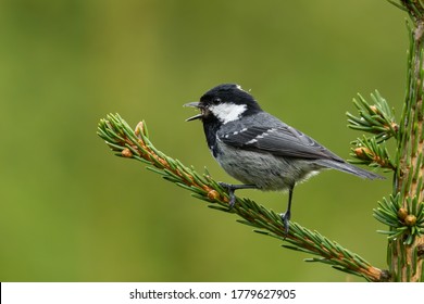 Coal tit (Periparus ater) sitting on a pine branch and singing. Small songbird in the forest. Detailed portrait with soft green background. Wildlife scene from anture. Czech Republic