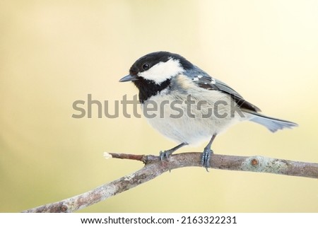 Coal tit (Periparus ater) sitting on a branch in forest.