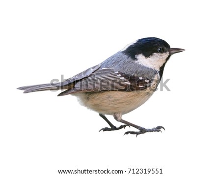 Similar – European Pied Flycatcher