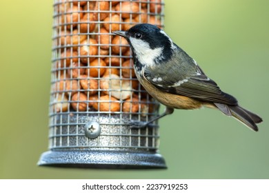 Coal Tit, Scientific name: Periparus ater.  Close up of a Coal Tit perched on a feeder containing peanuts and looking to the left.  Clean background.  Horizontal.  Space for copy.