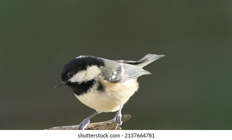 Coal Tit sitting on a tree in a wood in UK