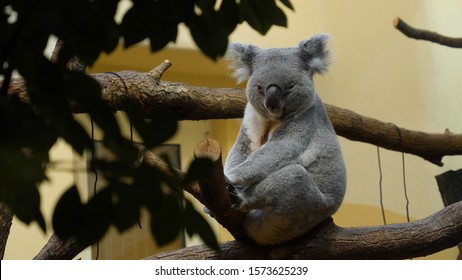 Coala is sitting in the tree. And eating eucalyptus leaves.