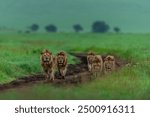 Coalition of five male lions patrolling their territory walking on the safari track after fresh rains at Ngorongoro crater, Tanzania