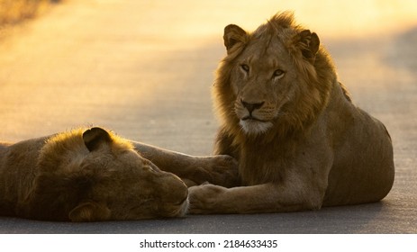 Coalition Of Two Lions Resting On The Road In Golden Light