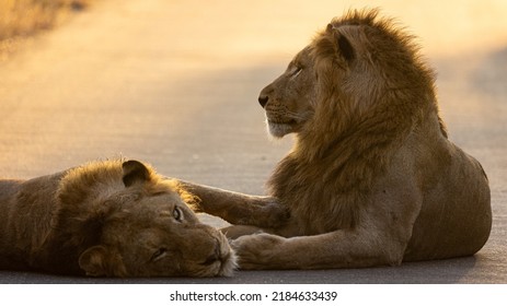 Coalition Of Two Lions Resting On The Road In Golden Light