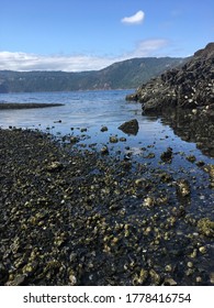 Coast Along Gowland Todd Park. Vancouver Island