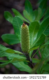 Coast Banksia Flower Banksia Integrifolia