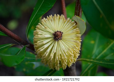 Coast Banksia Flower Banksia Integrifolia