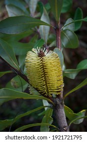 Coast Banksia Flower Banksia Integrifolia